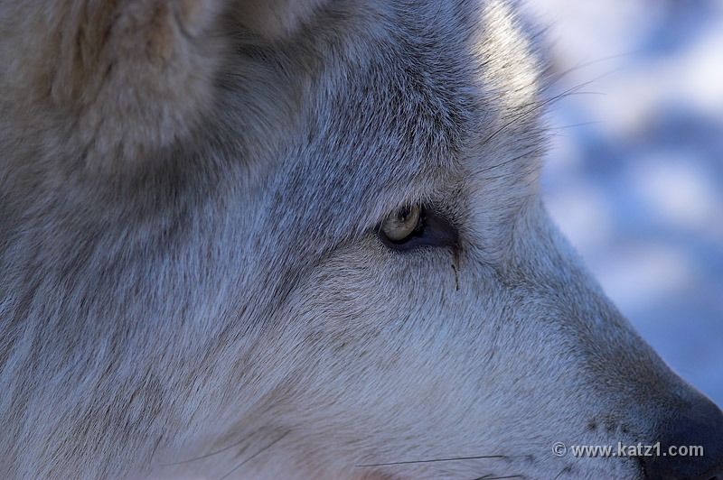 Arctic Wolf 060